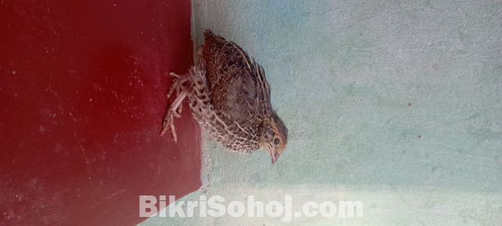 কোয়েল পাখি